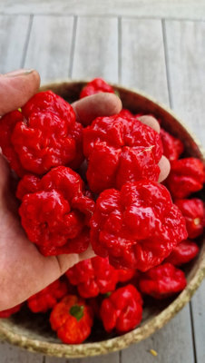 Khang Starr Scarlett Rose Chilli Seeds10 Fresh Seeds from B&Q