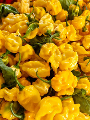 Habanero Hot Lemon Chilli Seeds10 Fresh Seeds
