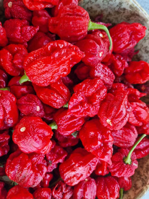  - Deadpool Chilli Seeds10 Fresh Deadpool Pepper Seeds
