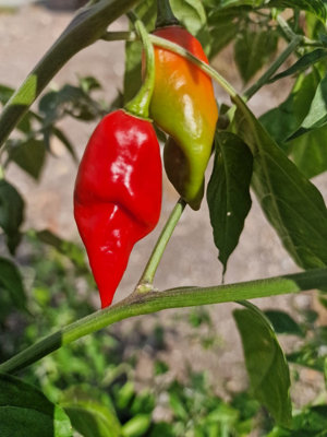 Habanero Maya Chilli Seeds10 Fresh Seeds from B&Q