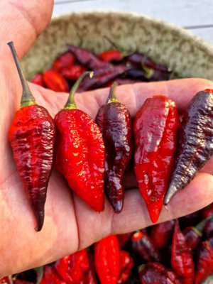 Blood Ghost Chilli Seeds10 Fresh Seeds