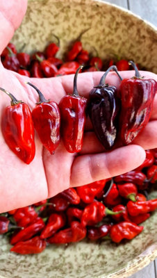 Naga Smooky Rainbow Chilli Seeds10 Fresh Seeds