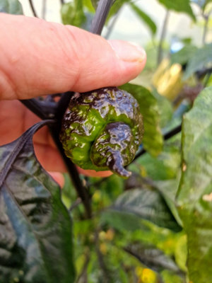 Da Hulk Chilli Seeds Chilli Seeds10 Fresh Seeds