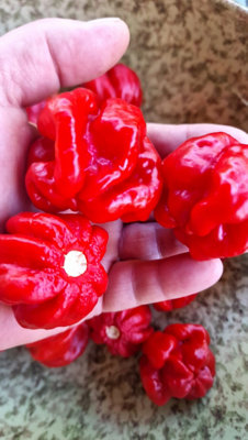  - Habanero Galapagos (Isabela Island Habanero) Chilli Seeds10 Fresh Seeds