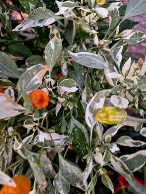  - Fish Pepper Orange Chilli Seeds10 Fresh Seeds
