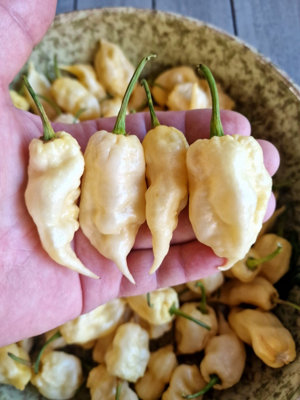 Jays White Ghost ScorpionWhite Knight Chilli Seeds10 Fresh Seeds