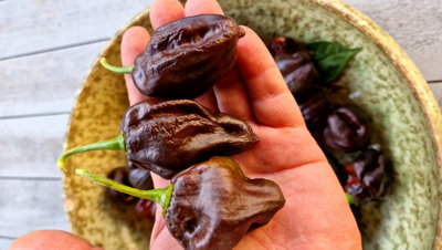 Swiss Chocolate Habanero Chilli Seeds10 Fresh Seeds from B&Q