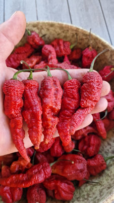 Leviathan Gnarly Chocolate Chilli Seeds10 Fresh Seeds