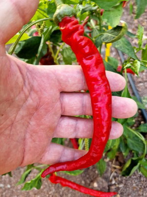 Xxl Longhorn Chilli Seeds10 Fresh Seeds from B&Q