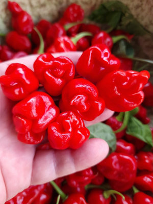 Faddas Reaper Perfume Chilli Seeds10 Fresh Seeds