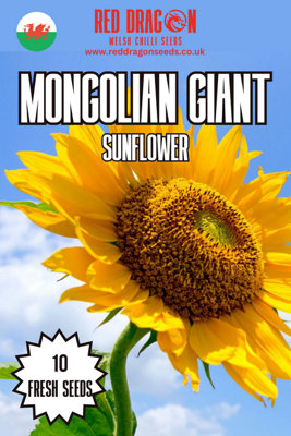 Mongolian Giant Sunflower Seeds10 Fresh Seeds from B&Q