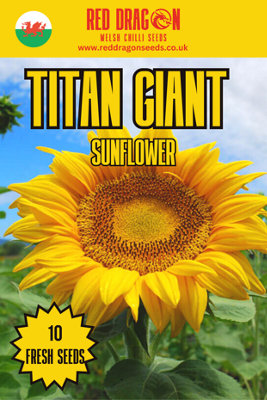 Titan Giant Sunflower Seeds10 Fresh Seeds from B&Q