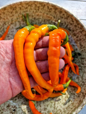 Orange Cayenne Chilli Seeds10 Fresh Seeds from B&Q