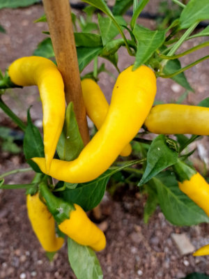 Golden Cayenne Chilli Seeds10 Fresh Seeds from B&Q