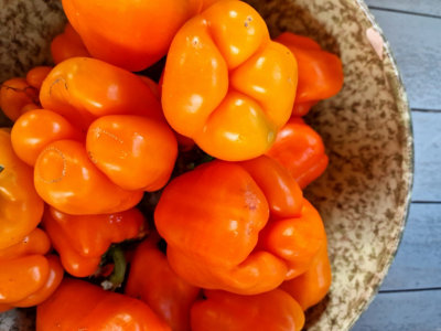  - Etiuda Sweet Pepper Seeds10 Fresh Seeds