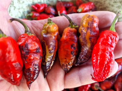 Neyde Orange Chilli Seeds10 Fresh Seeds from B&Q