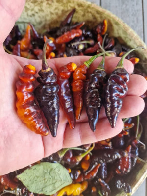 Purple Murupi Chilli Seeds10 Fresh Seeds from B&Q