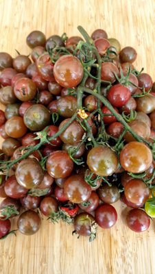  - Black Opal Tomato Seeds15 Fresh Seeds