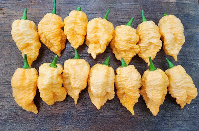 Brain Collapse Peach Chilli Seeds10 Fresh Seeds
