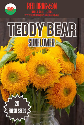  - Teddy Bear Sunflower Seeds20 Fresh Seeds