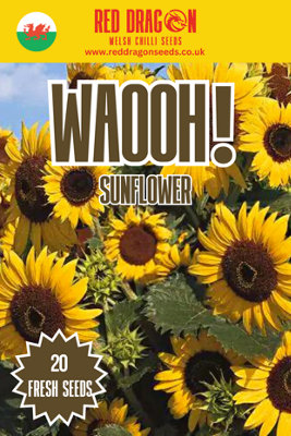  - Waooh Sunflower Seeds20 Fresh Seeds