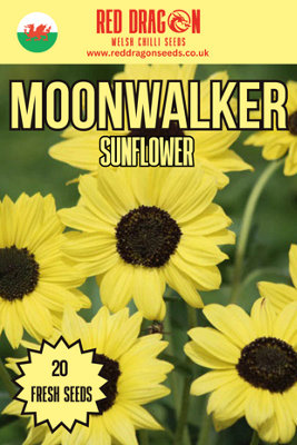  - Moonwalker Sunflower Seeds20 Fresh Seeds