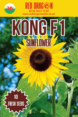 Kong F1 Sunflower Seeds10 Fresh Seeds from B&Q