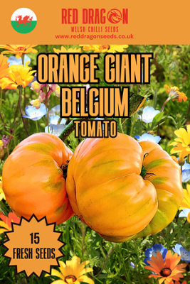 - Orange Giant Belgium Tomato Seeds15 Fresh Seeds