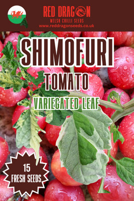 Shimofuri Tomato Seeds15 Fresh Seeds from B&Q