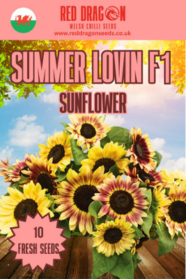 Summer Lovin' F1 Sunflower Seeds10 Fresh Seeds from B&Q