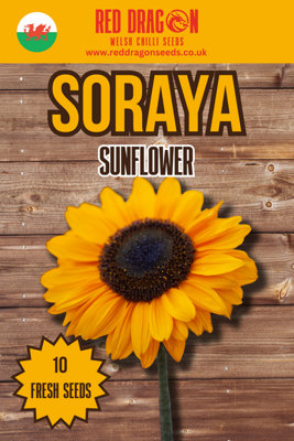 Soraya Sunflower Seeds10 Fresh Seeds from B&Q