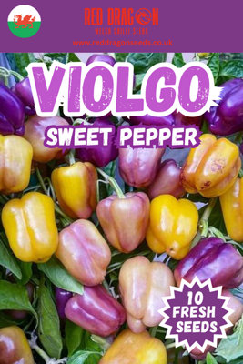  - Violgo Sweet Pepper Seeds10 Fresh Seeds