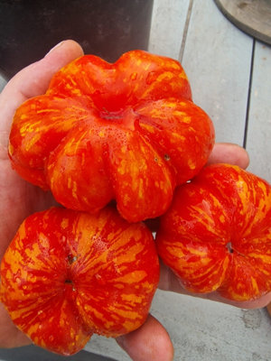Gogoshari Striped Tomato Seeds10 Fresh Seeds from B&Q