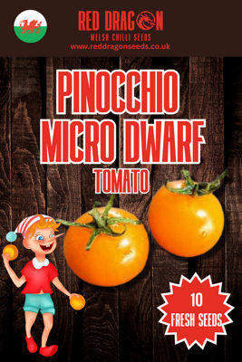 Pinocchio Micro Dwarf Tomato Seeds10 Fresh Seeds from B&Q
