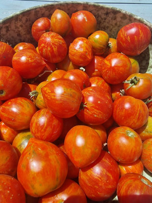 Kozula Tomato Seeds10 Fresh Seeds from B&Q