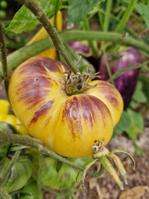 Sart Roloise Tomato Seeds10 Fresh Seeds from B&Q