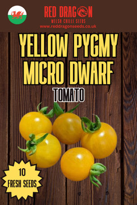 Yellow Pygmy Micro Dwarf Tomato Seeds10 Fresh Seeds from B&Q