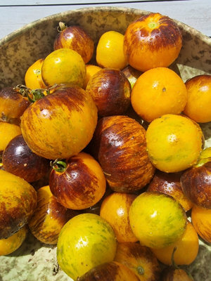 Ussuri Tiger Tomato Seeds10 Fresh Seeds from B&Q