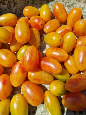  - Artisan Blush Tiger Tomato Seeds15 Fresh Seeds