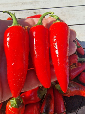 Pot-A-Peno Chilli Seeds10 Fresh Seeds
