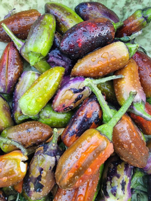 Jalapeno Big Pit X Purple Tiger Chilli Seeds10 Fresh Seeds from B&Q