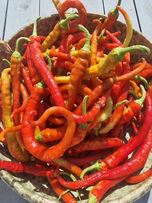  - Sweet Spiralus Spiral Chilli Seeds10 Fresh Seeds