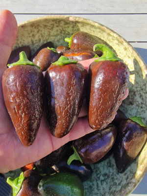 Jalapeno Azabache Chilli Seeds - 10 Fresh Seeds from B&Q