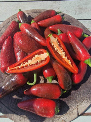 Jalafeugo Jalapeno Chilli Seeds10 Fresh Seeds from B&Q