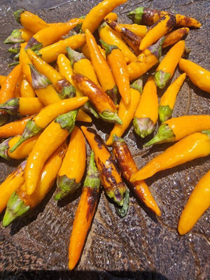  - Indonesian Vareigated X Sweet Sunshine Chilli Seeds10 Fresh Seeds