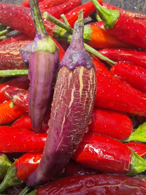  - Dream Catcher X Farmers Market Jalapeno Chilli Seeds10 Fresh Seeds