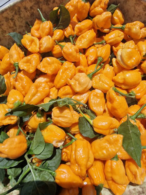 B.o.c X Aji Pineapple Chilli Seeds10 Fresh Seeds