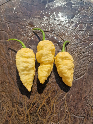 Peach Ghost Jami Chilli Seeds10 Fresh Seeds