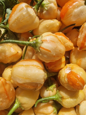 Peppa Peach Stripey Chilli Seeds10 Fresh Seeds