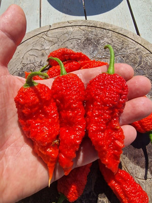 Devils Naga Brain Chilli Seeds10 Fresh Seeds